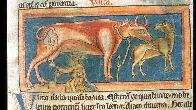 Mittelalterliche Buchmalerei aus einem vermutlich in Salisbury im Südwesten Englands entstandenen lateinischen Tierbuch, ca. 1230–1240: Eine Frau melkt eine Kuh, während die Kuh ihr Kalb leckt. Die Miniatur ist in mehrzeilige lateinische handschriftliche Texte eingebettet; rote und blaue Initialen sowie rote Überschriften gliedern die Seite.